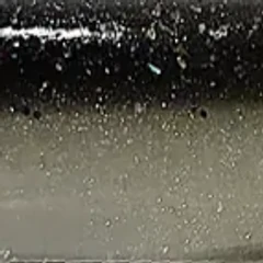 sh1