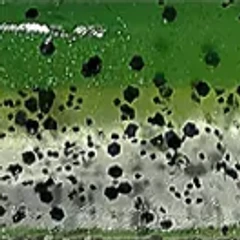 zftr